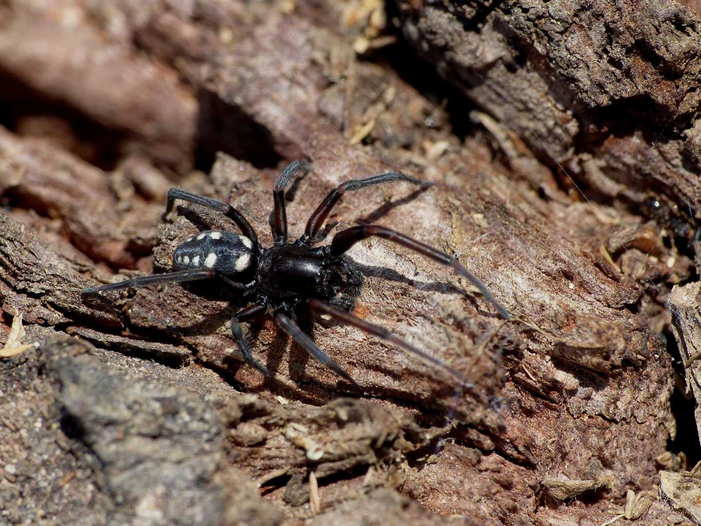 Coppia di Nurscia albomaculata - S. Teresa G. (OT)